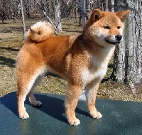 Kaede 03 031106 IMG_4102.jpg